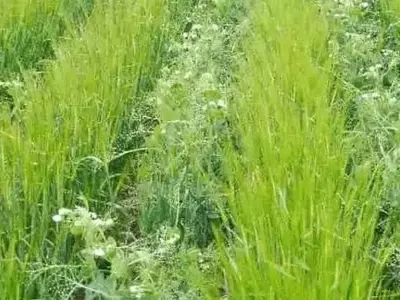 Cultivos de Cobertura y su Impacto en la Biodiversidad del Suelo en Campos de Cebada