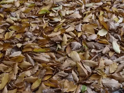Descubriendo el Potencial Oculto de las Hojas Secas en Tu Jardín