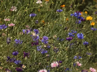 Jardines Naturales: Un Oasis Silvestre en Casa