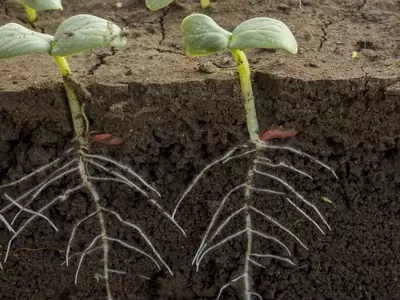 Descubriendo los Secretos del Crecimiento Radicular para una Cosecha Abundante