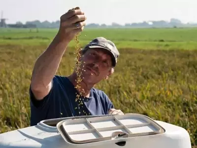 Cosecha Pionera de Arroz en Turberas Holandesas