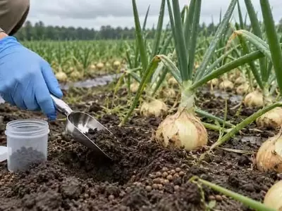 La Resistencia de E. coli en Suelos Agrícolas con Enmiendas Avícolas y su Vínculo con Factores Climáticos