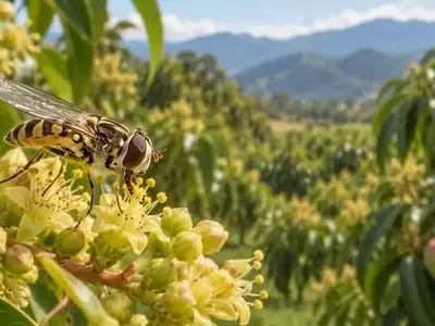 Moscas Polinizadoras: Un Vistazo Ampliado a su Rol en la Agricultura Colombiana