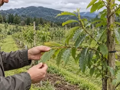 Chile examina la protección de sus nuevos castañares