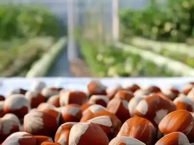 Innovación Española para Proteger Cosechas de Avellana: Modelo Predictivo y Control Integrado