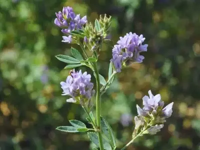 Descubriendo los Secretos Ocultos de las Raíces de Alfalfa: Más Allá de lo Visible
