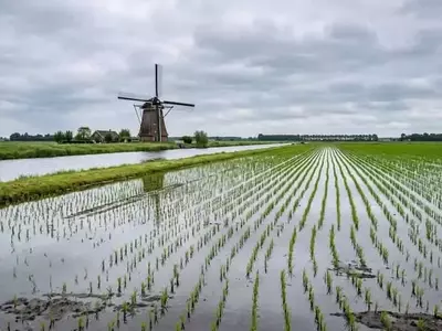 Los Países Bajos cosechan arroz para combatir la degradación de las turberas