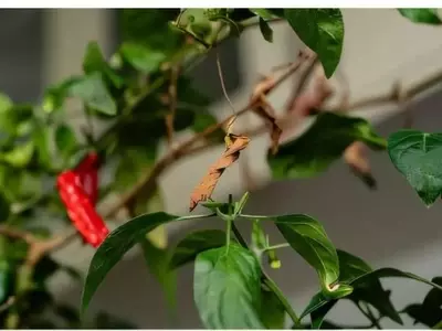 Avance Científico: Clon Viral Impulsa la Resistencia en Tomates y Pimientos