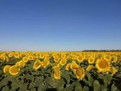 Argentina: Rendimiento Óptimo de Girasol con Densidad de Siembra Específica