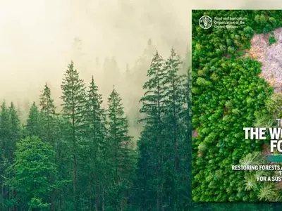 La Restauración Forestal: Una Inversión Crucial para el Futuro Sostenible