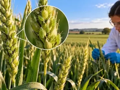 Descubriendo la Defensa Natural del Trigo contra el Pulgón Verde