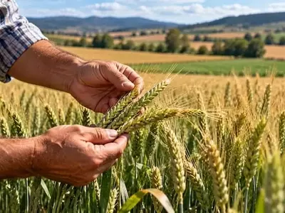 Innovación Agrícola: Un Nuevo Modelo Revoluciona la Gestión del Nitrógeno en Cereales