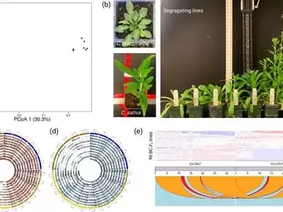 Avances Genómicos Abren Nuevas Oportunidades para el Mejoramiento de la Camelina