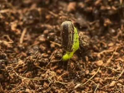 Descifrando el Misterio de la Germinación: ¿Por qué Algunas Semillas Tardan Tanto?