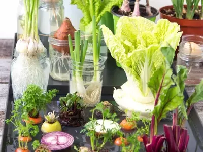 Cultiva Tu Huerto en Casa: Reutiliza Desechos de Cocina para una Jardinería Sostenible