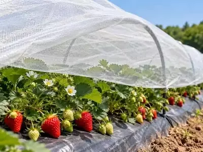 Innovación Textil Revoluciona el Cultivo de Fresas con Aumento Cuantitativo y Cualitativo de la Producción