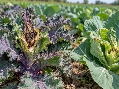 Innovación Agrícola: El Kale Ruso como Estrategia contra la Plaga de Coles
