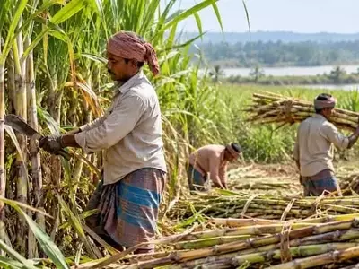 Aumento significativo en la producción de caña de azúcar en Chattogram
