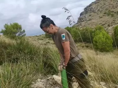 Mallorca Impulsa Reforestación Sostenible en Llevant: Más de 40,000 Árboles para un Futuro Verde