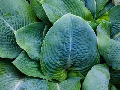 Transforma tu Jardín: Estrategias Innovadoras para Crear Oasis de Sombra y Frescura