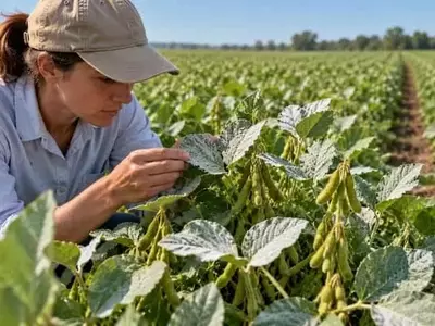 Caolín y su Impacto en el Manejo de Plagas de Soja: Un Enfoque Integrado