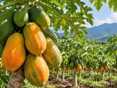Un Híbrido de Papaya Chino Supera las Expectativas de Rendimiento