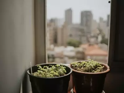Cosecha en Tiempo Récord: Verduras de Crecimiento Veloz para tu Huerto Urbano
