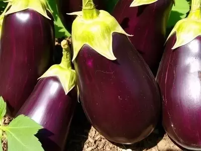 Mejorando la Productividad y Rentabilidad de la Berenjena Africana a Través de la Fertilización Balanceada