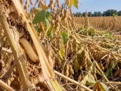 Plaga devastadora azota cultivos de soja en Maryland: El barrenador Dectes causa estragos en los tallos