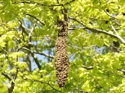 La Colonia de Abejas: Un Superorganismo con Ciclo de Vida Propio