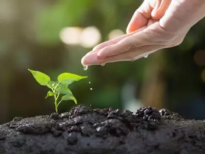 Cultivando en Casa: Guía Completa para Sembrar Hortalizas Directamente en el Suelo
