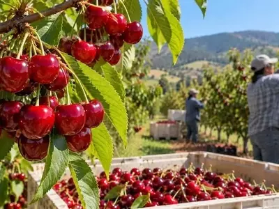 Aumento del 24% en la Cosecha de Cerezas en California para 2026