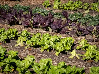 Guía Definitiva para el Cultivo de Hortalizas Perennes