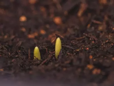 Secretos para Despertar Semillas: Guía Completa de Estratificación y Germinación Exitosa