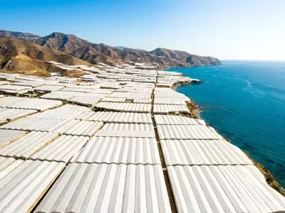 El Dominio del Pimiento en Almería: Un Análisis del Cultivo y Mercado Agrícola