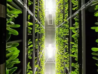 Agricultura Vertical: ¿Solución o Desafío para la Seguridad Alimentaria en Canadá?