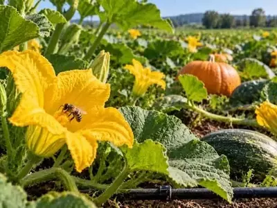 Investigación en EE. UU. Busca Proteger Calabazas de Plagas y Sequía