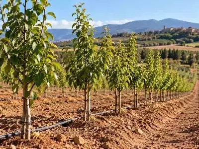 Innovador Proyecto Agrícola en La Rioja: Peras Resistentes para un Futuro Sostenible