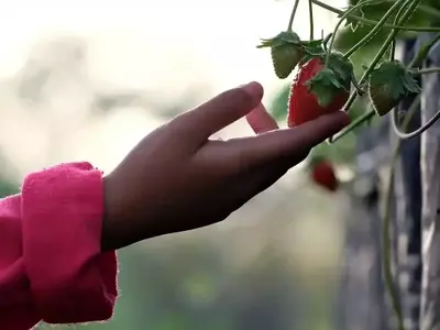 Hidroponía: Cultivo sin Suelo para un Futuro Sostenible