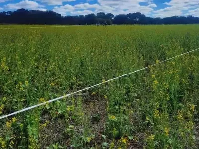 Investigación en Argentina: Mostazas como Solución Natural contra Patógenos del Suelo