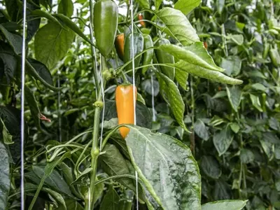 Secretos del Éxito Vegetal: Guía Definitiva de Sustratos y Nutrientes para Cultivos Prósperos