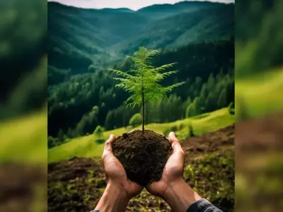 Iniciativas de Reforestación en España: Esfuerzos Conjuntos en Mallorca y El Bierzo