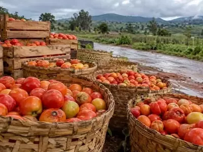 Altas Pérdidas Post-Cosecha de Tomate en Tanzania: Un Desafío Climático y Logístico