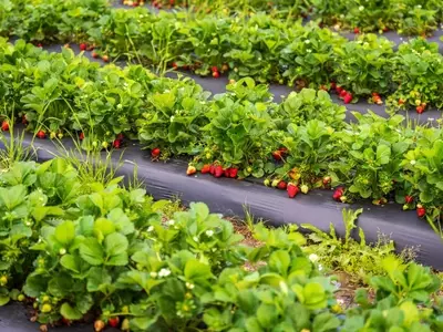 Guía Integral para la Siembra Conjunta de Fresas: Maximiza tu Espacio y Producción