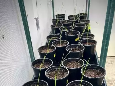 Orígenes agrícolas: ¿Cómo las plantas silvestres moldearon los cultivos que hoy conocemos?