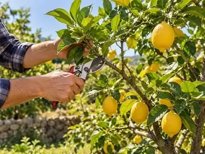 La Poda Estratégica del Limonero para Optimizar la Cosecha y Preservar su Vigor