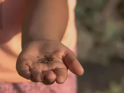 Guía Completa para la Recolección y Preservación de Semillas del Huerto Casero