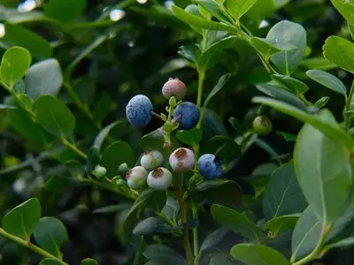 Guía Completa para el Cultivo de Frutos del Bosque en Casa