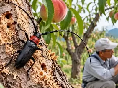 Japón intensifica la batalla contra la plaga del escarabajo longicornio que amenaza los cultivos frutales