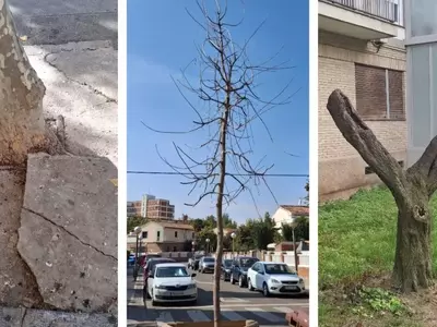Un Vistazo Crítico al Arbolado Urbano en España: Plataformas Ciudadanas Revelan Deficiencias Alarmantes